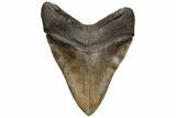Huge, Fossil Megalodon Tooth - North Carolina #235127-2